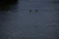  Ecluse Evry et bords de seine  - Les Oiseaux Ecluse d evry 437